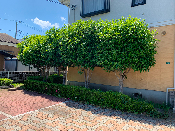 アパートの庭手入れ1 ビフォー