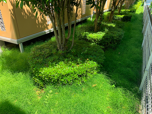 アパートの庭手入れ2 ビフォー