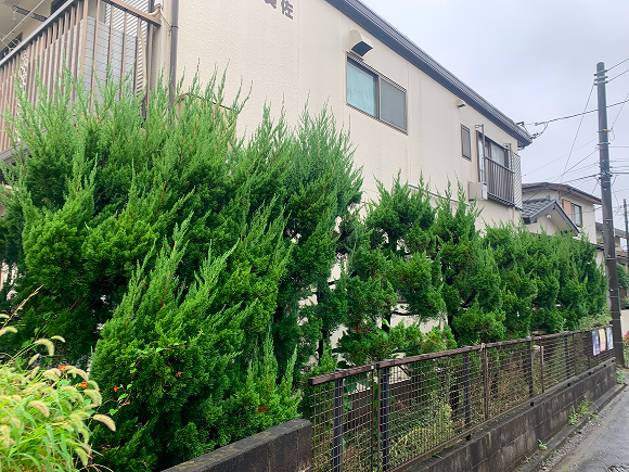 アパートの庭清掃1 ビフォー