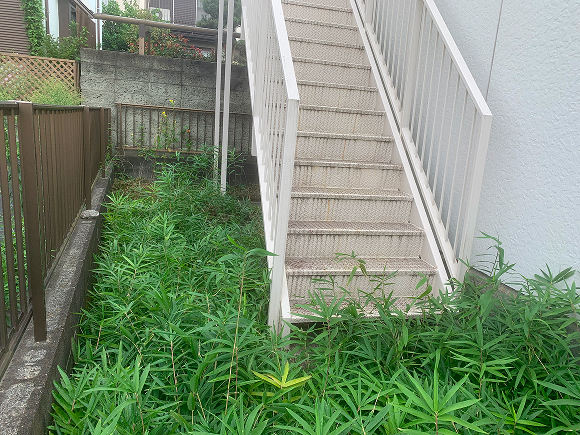 アパートの庭清掃2 ビフォー