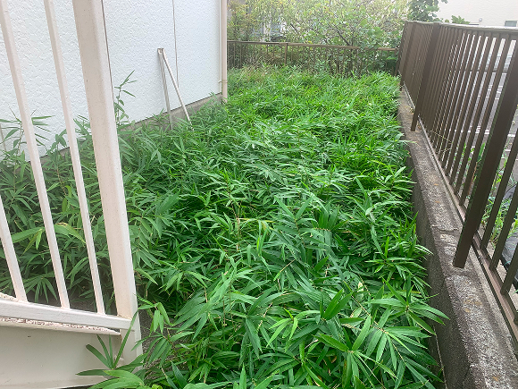 アパートの庭清掃3 ビフォー