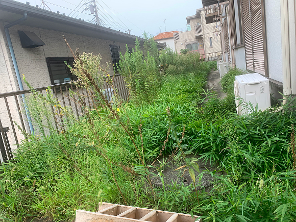 アパートの庭清掃4 ビフォー